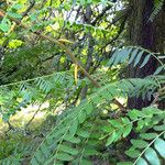 Gleditsia triacanthos Bark