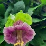 Cobaea scandens Virág