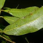 Naucleopsis capirensis Hoja