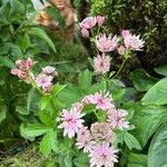 Astrantia Sparkling Stars Pink (Grosse Sterndolde)Kwiat