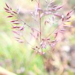 Agrostis pilosula 花