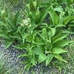Parthenium integrifolium ফুল