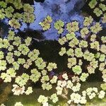 Azolla filiculoides Blad