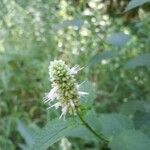 Mentha suaveolensFlower