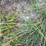 Eleusine tristachya 整株植物