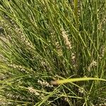 Lomandra longifolia Hoja