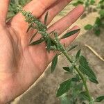 Chenopodium pratericola Hoja