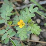 Kallstroemia californica عادت