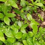 Galium circaezans List