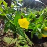 Ixanthus viscosus Flor