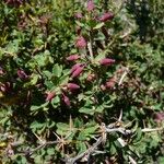 Berberis aetnensis Fruit