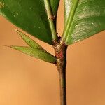 Tetraberlinia bifoliolata Blatt