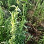 Meiosperma bracteatum Φύλλο