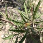Reseda stricta Yaprak