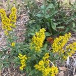 Solidago speciosa Blatt