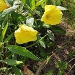 Oenothera macrocarpa অভ্যাস