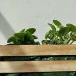 Peperomia serpens 葉