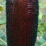 Banksia robur फूल