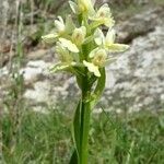 Dactylorhiza insularis Flower