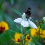 Nigella hispanica Blomst