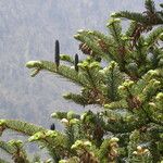 Abies spectabilis موطن