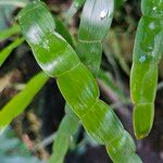 Muehlenbeckia platyclada Blatt