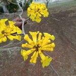 Handroanthus ochraceusFlower