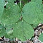 Rubus camptostachys Folha