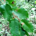 Diploön cuspidatum Folla
