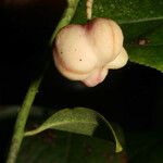 Euonymus atropurpureus Fruit