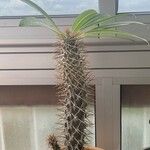 Pachypodium lamerei Alkat (teljes növény)