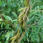 Indigofera arrecta Fruit