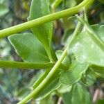 Senecio angulatus Azala