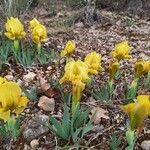 Iris lutescens Blomst