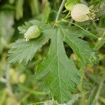 Malva alcea Levél