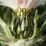 Centaurea pullata Fleur