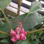 Musa velutina Outro