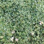 Zygophyllum creticumFlower