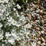 Cerastium tomentosum 花