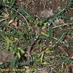 Astragalus depressus Costuma