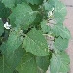 Solanum villosum 葉