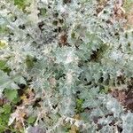 Onopordum acanthium Leaf