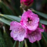 Rhododendron fulvum Květ