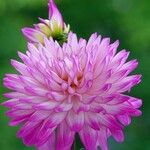 Dahlia × cultorum Floare