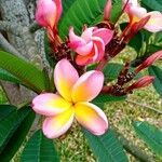 Plumeria rubraFiore