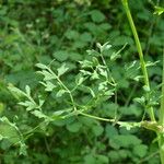 Peucedanum oreoselinum Leaf