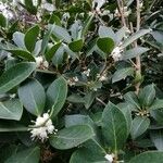 Osmanthus heterophyllus 花