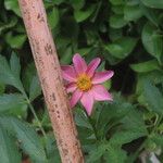 Dahlia merckii Flower