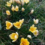 Crocus chrysanthus Συνήθη χαρακτηριστικά