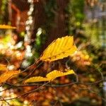 Fagus grandifolia Yaprak